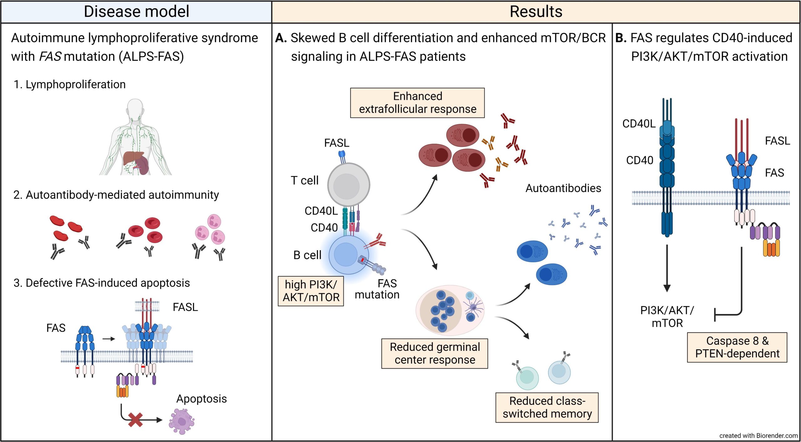 Tweetorial on non-apoptotic FAS signaling
