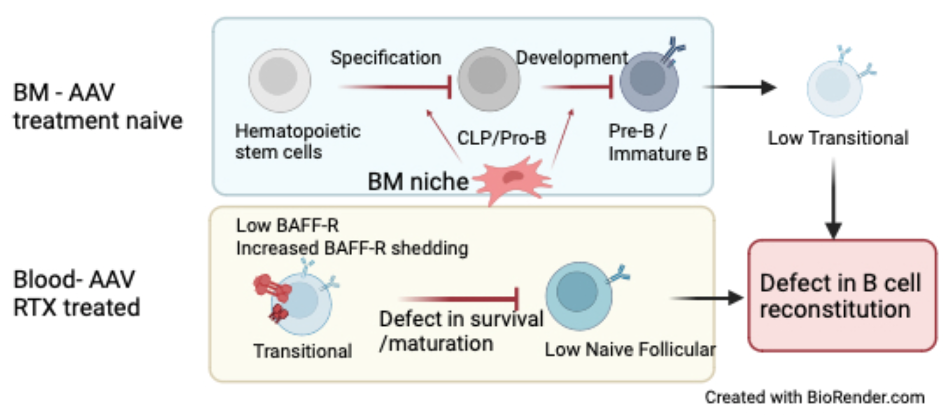 Tweetorial on defects in B-lymphopoiesis in ANCA-associated vasculitis