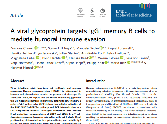 A viral glycoprotein targets IgG+ memory B cells to evade humoral immunity