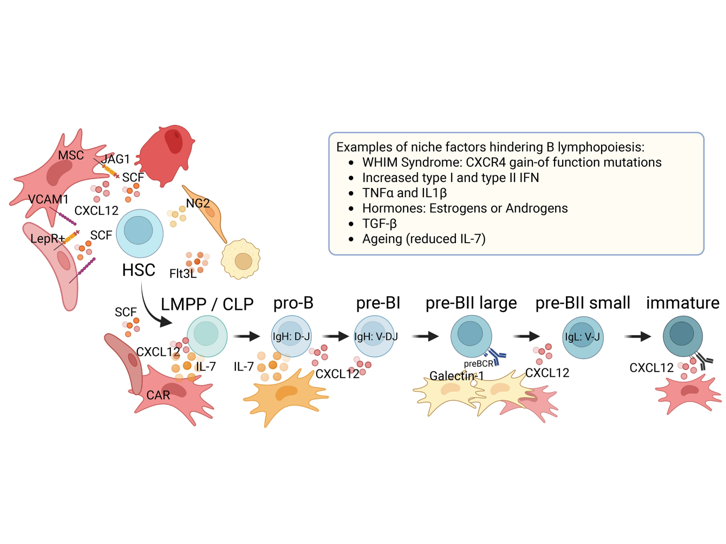 Taking a closer look at human B lymphopoiesis – Franziska Schmidt digs deep in defects of B cell reconstitution and modeling methods